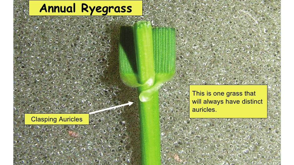 Annual Ryegrass