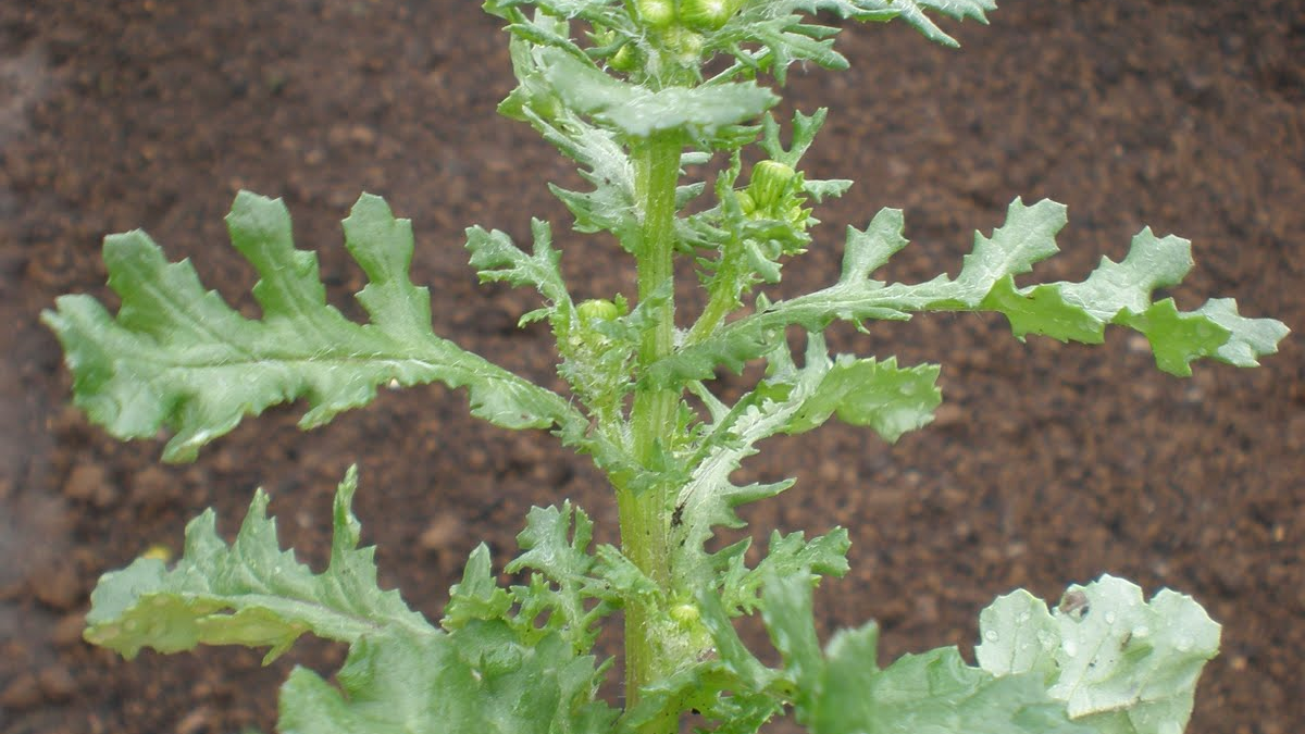 Common Groundsel