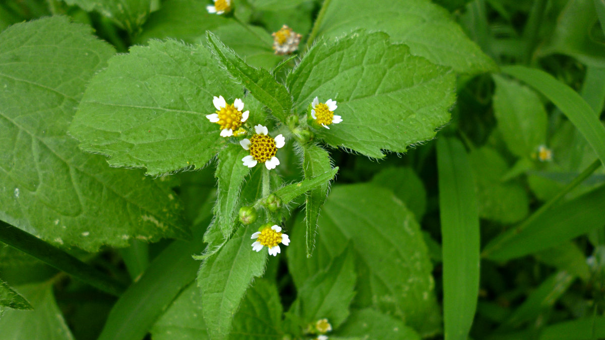 Small Flower Galinsoga