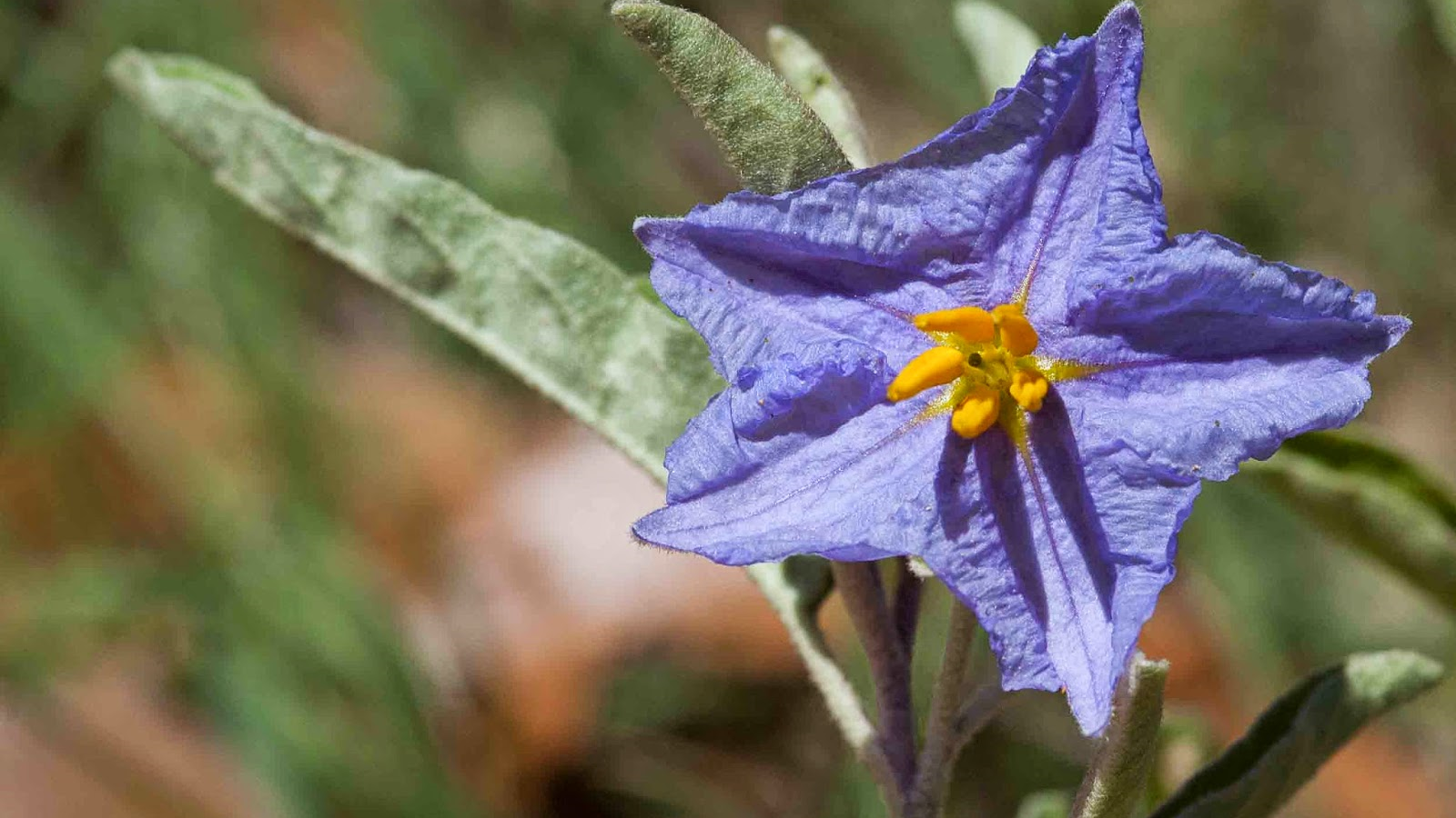 Silverleaf Nightshade