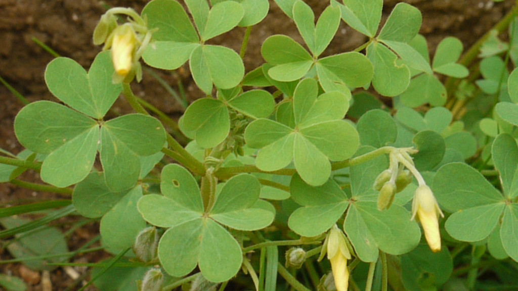 Yellow Woodsorrel