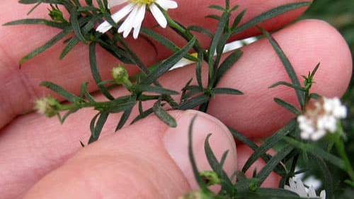 White Heath Aster