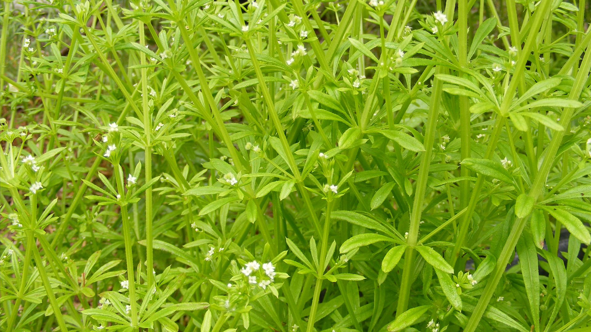 Catchweed Bedstraw