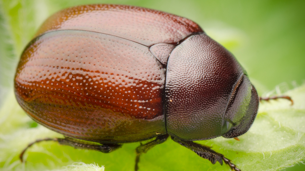 May Beetles