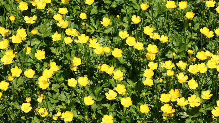 Creeping Buttercup