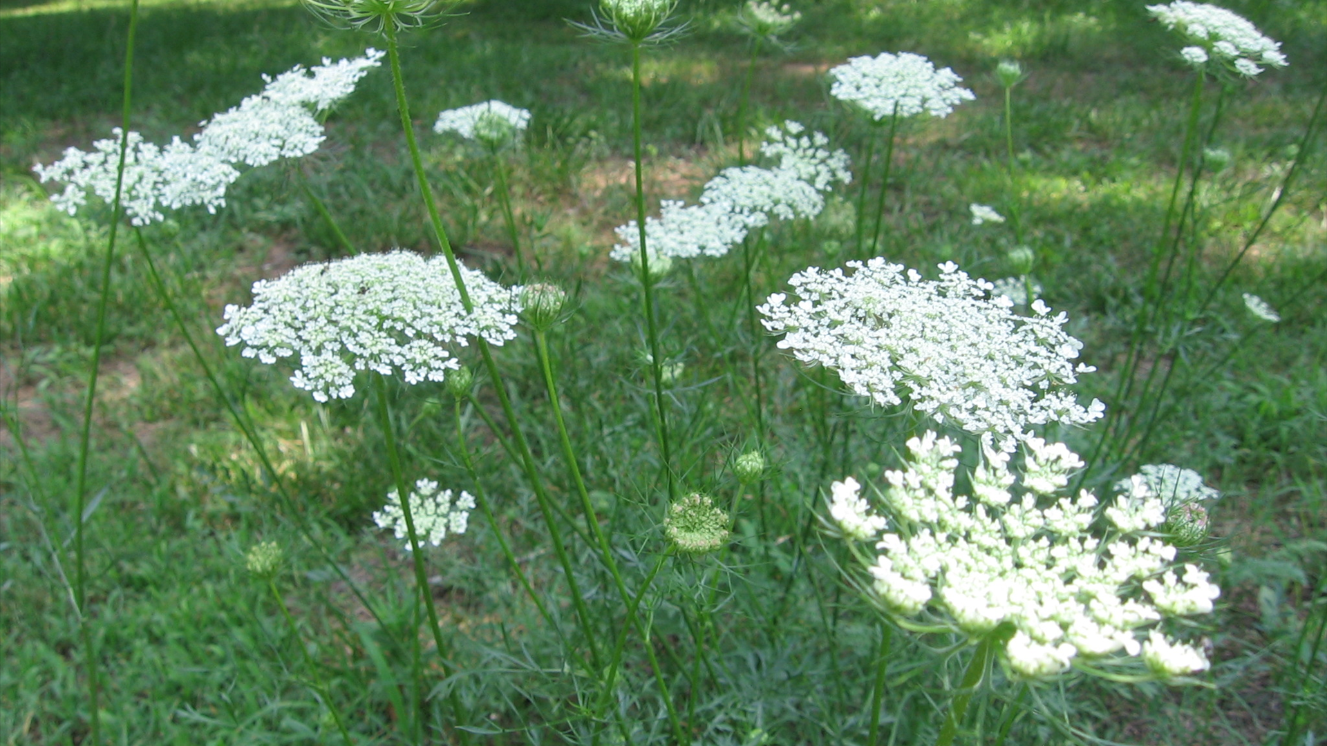 Queen Anne’S Lace