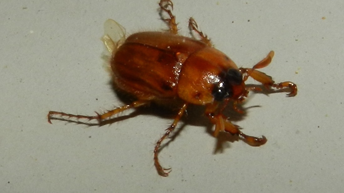 Northern Masked Chafers