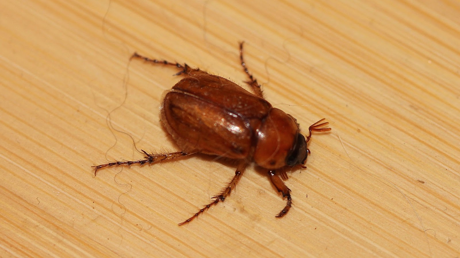 Southern Masked Chafers