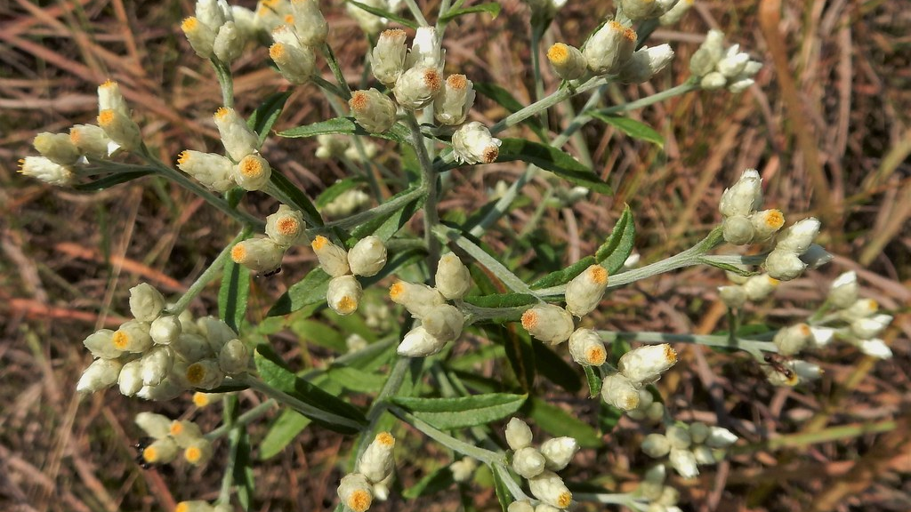 Fragrant Cudweed