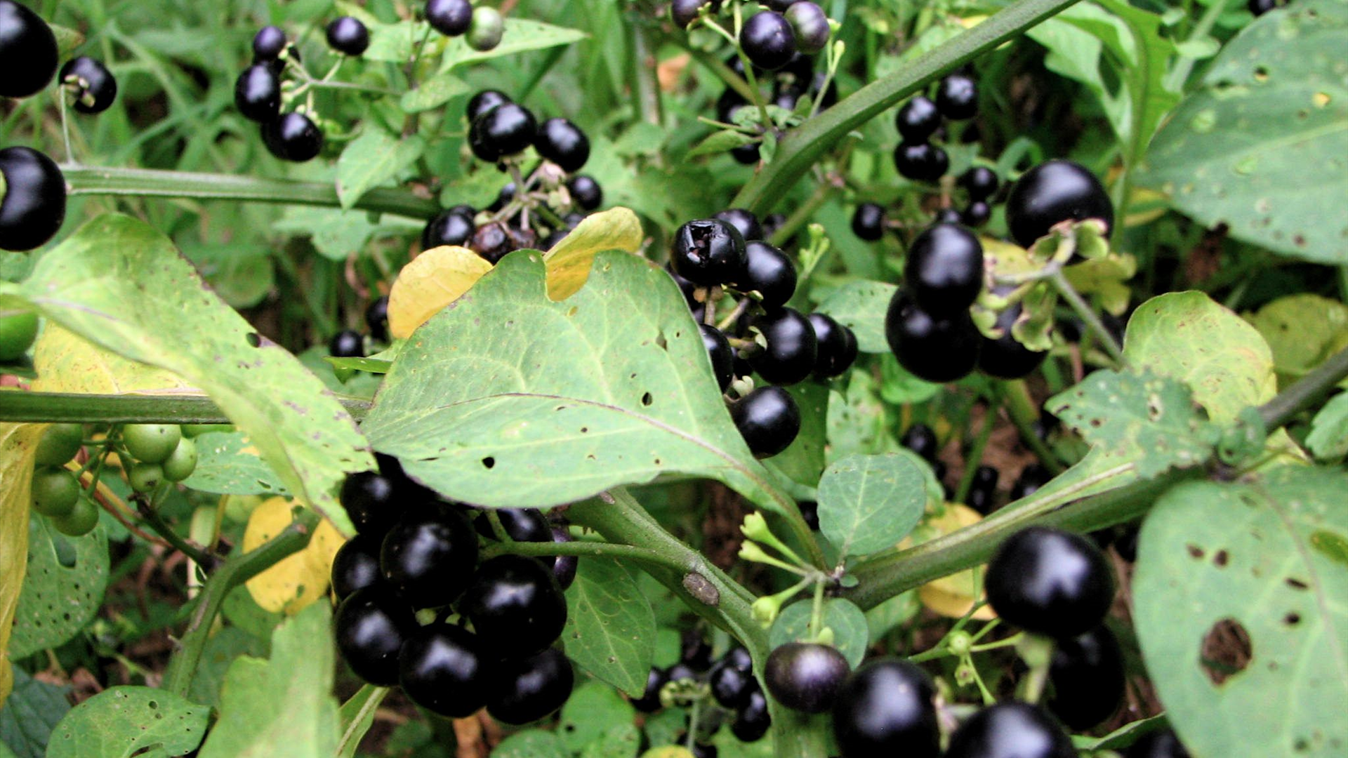 Black Nightshade