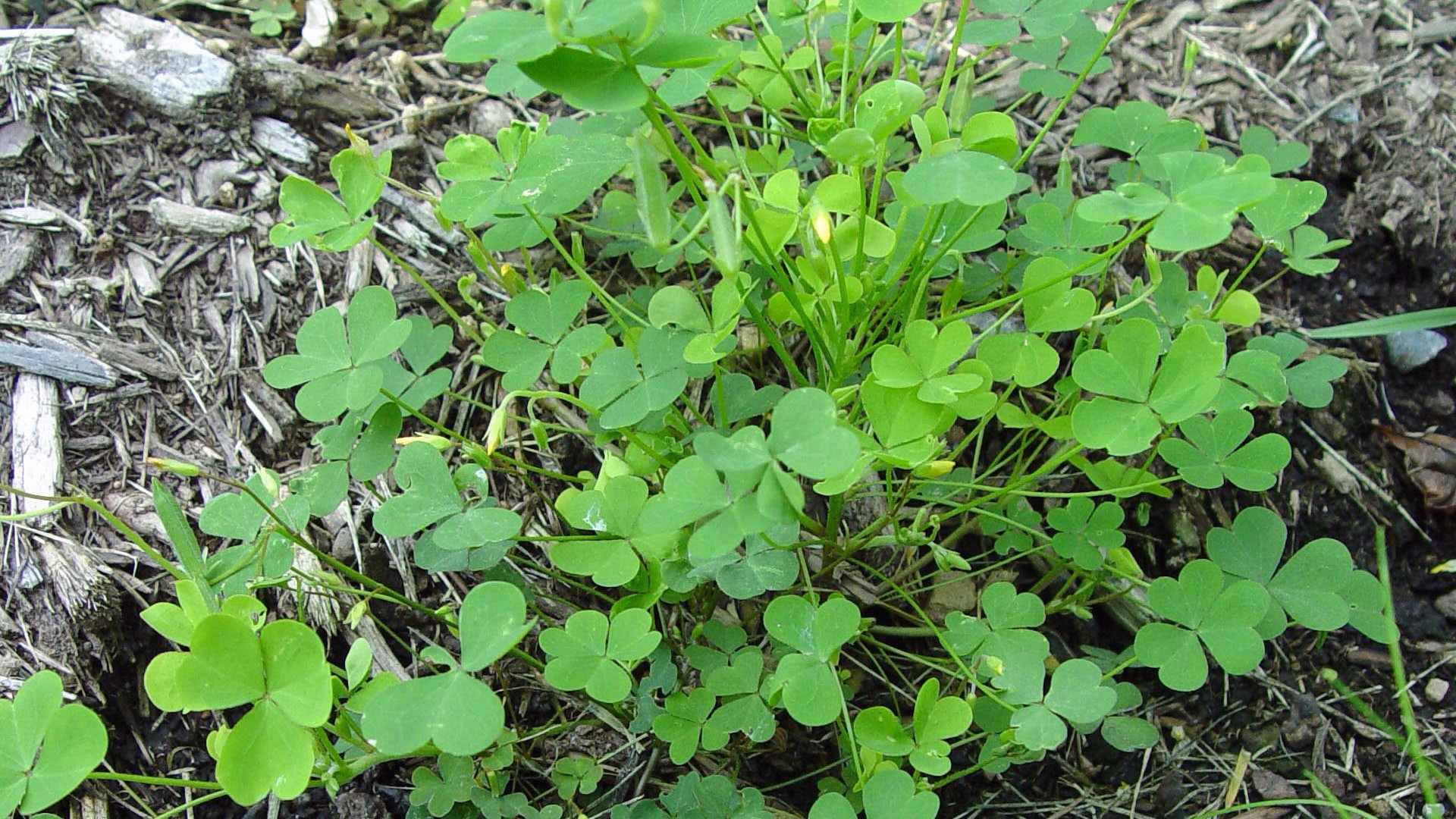 Woodsorrel