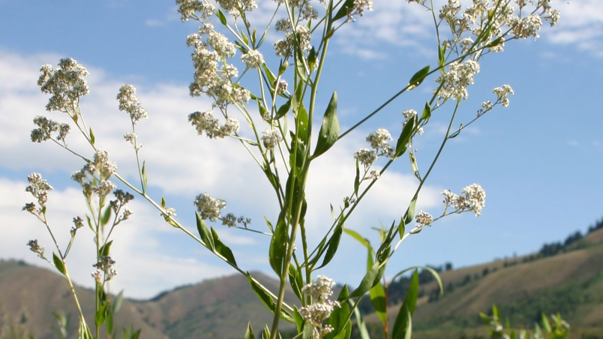 Perennial Pepperweed