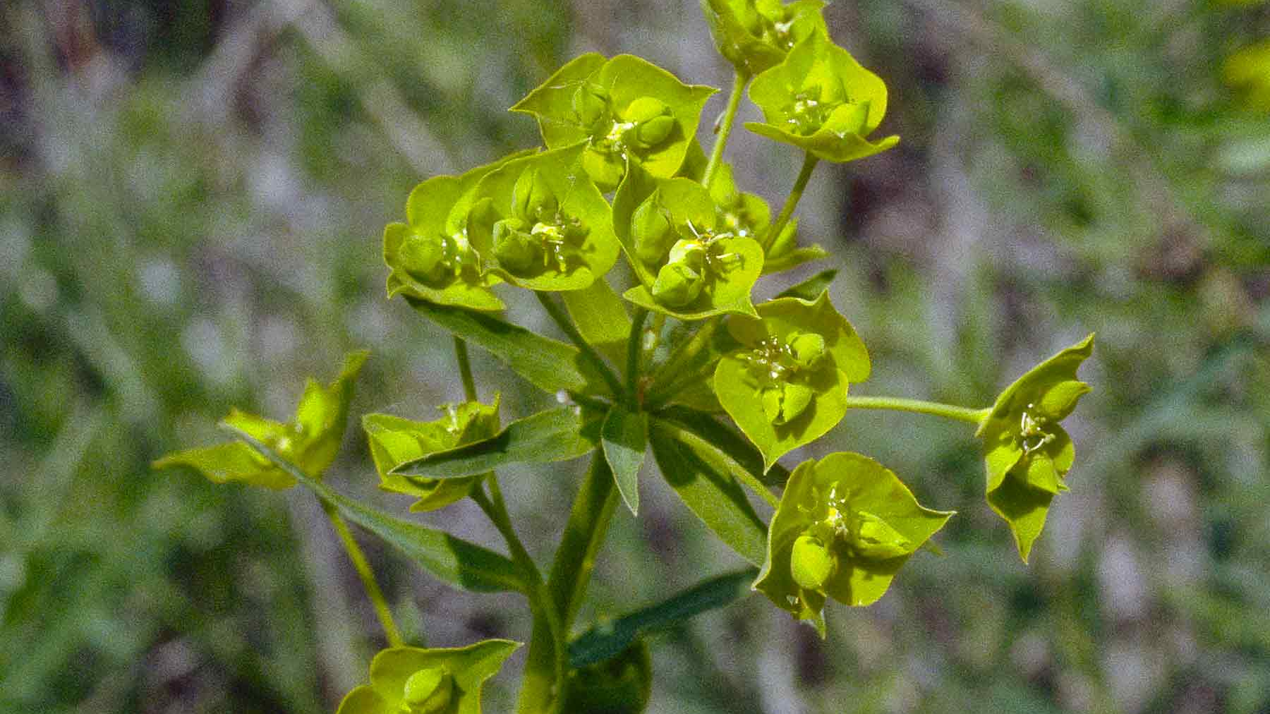 Leafy Spurge