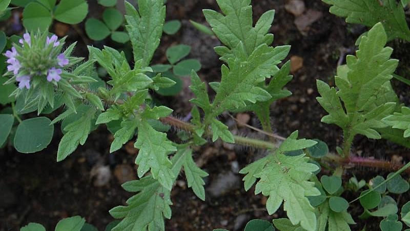 Prostrate Vervain