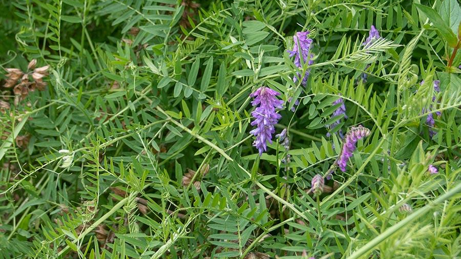 Narrowleaf Vetch